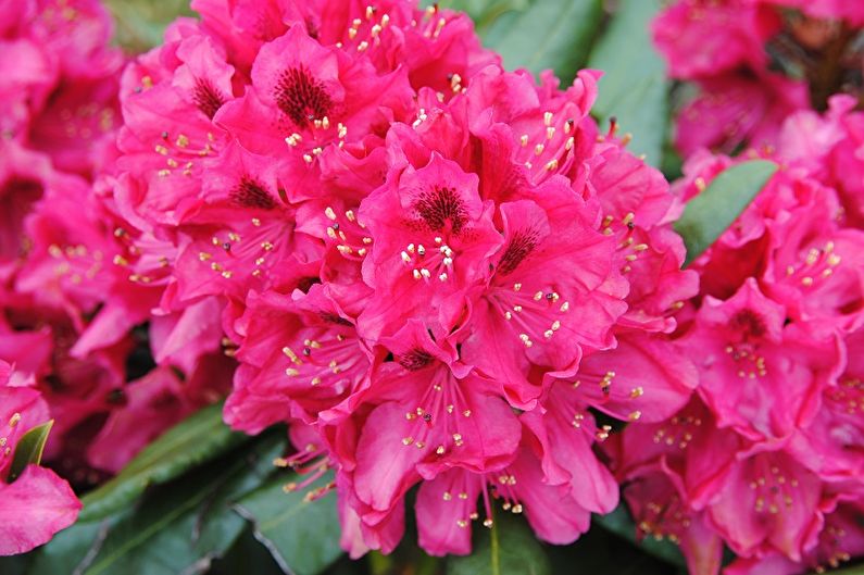 Rododendron (azaleea) - fotografie