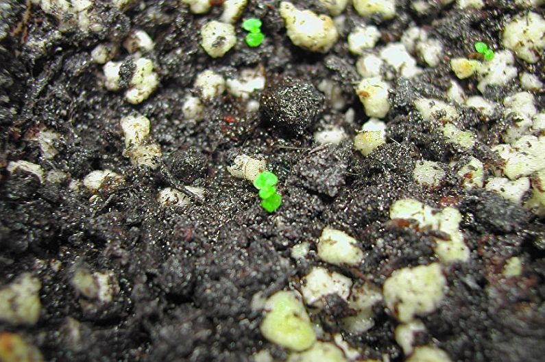 Vermehrung der Alokasie durch Samen