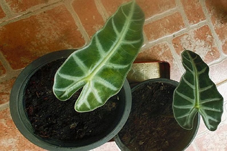 Alocasia propagation by leaves and cuttings
