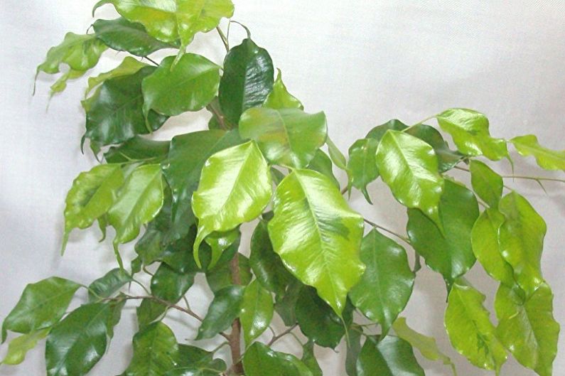 Typer av Ficus Benjamin - Naomi