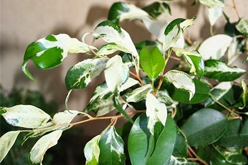 Typer av Ficus Benjamin - Krøllete