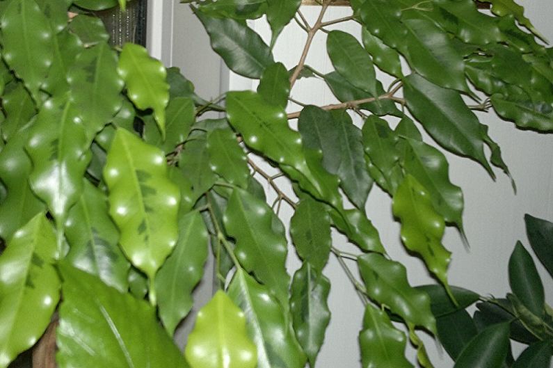 Ficus Benjamin veidi - Zelta Monikija