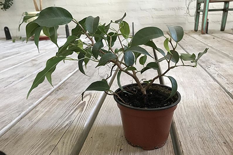 A Ficus Benjamin - Wyandi típusai