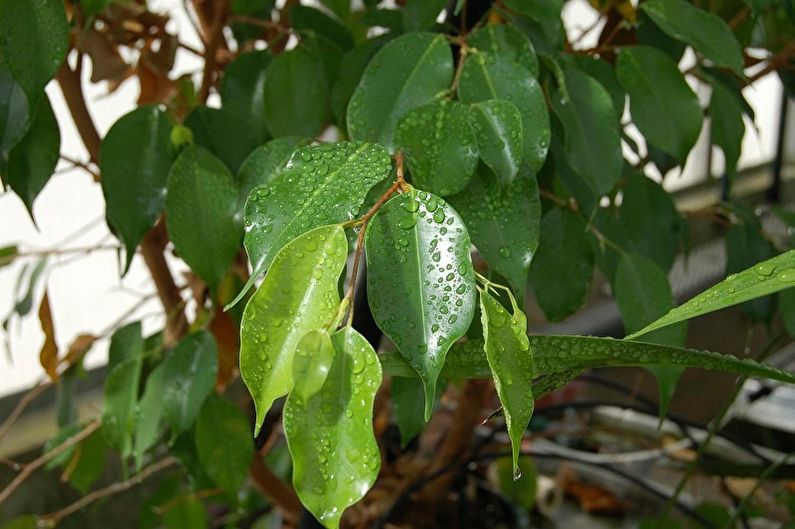 Îngrijirea Benjamin Ficus - Umiditate