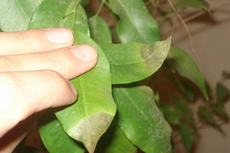 Ficus Benjamin - dăunători și boli