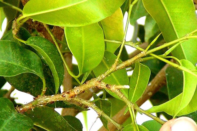Ficus Benjamin - Škůdci a nemoci