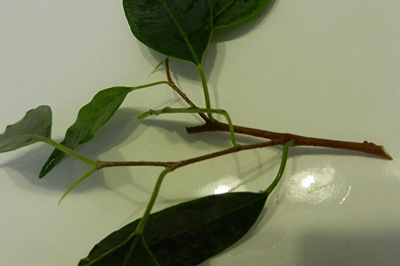 Размножаване на Ficus Benjamin чрез резници