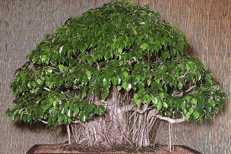 Ficus Benjamin - foto