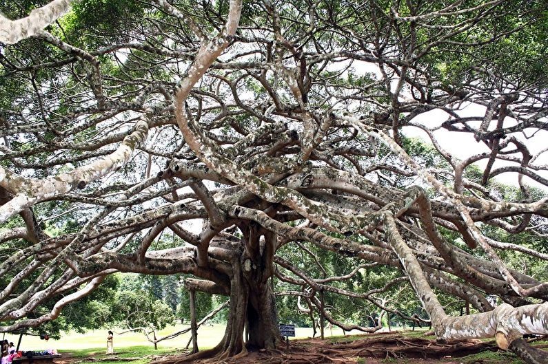 Ficus Benjamin - larawan