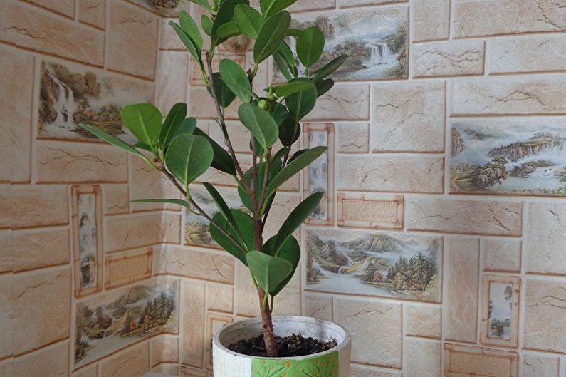 Ficus Benjamin - larawan