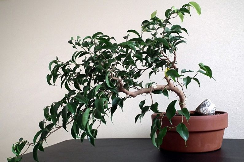 Ficus Benjamin - photo