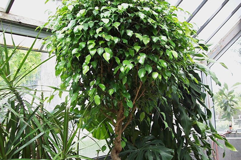 Ficus Benjamin - photo