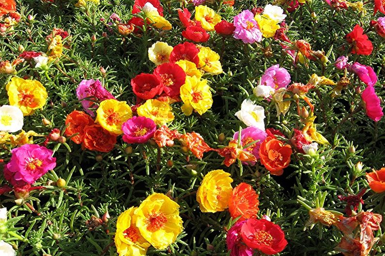 Purslane large-flowered