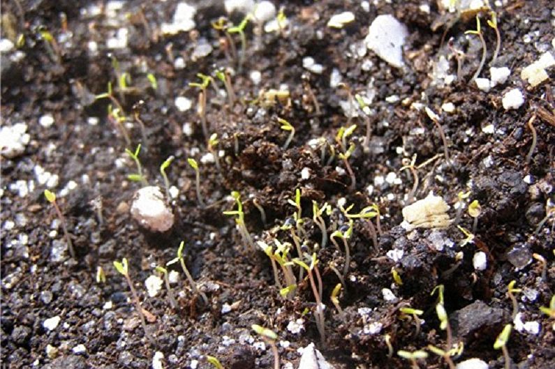 Purslane propagation by seeds