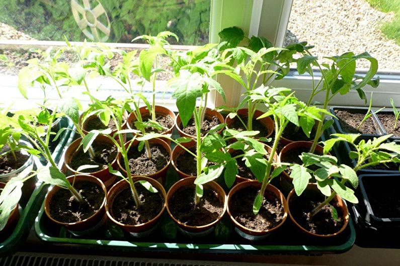 Primrose - Plantning og reproduktion