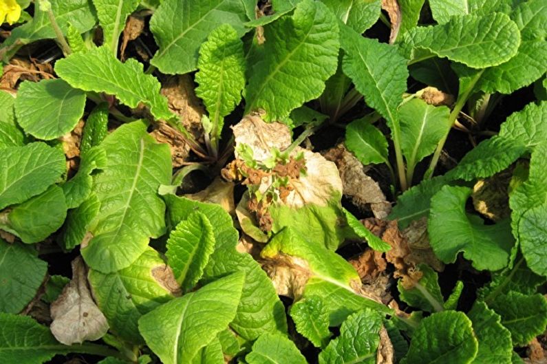 Primula - Zwalczanie szkodników i chorób