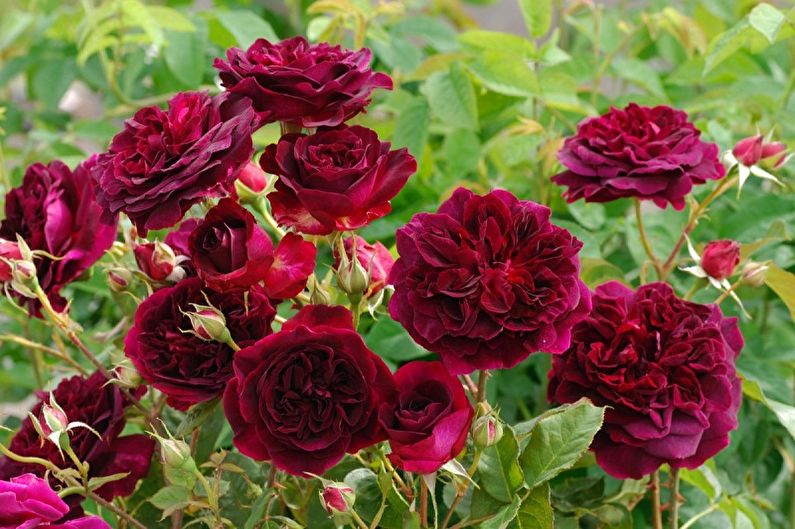 Tipi di rose inglesi - William Shakespeare