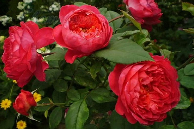 Types de rose anglaise - Benjamin Britten