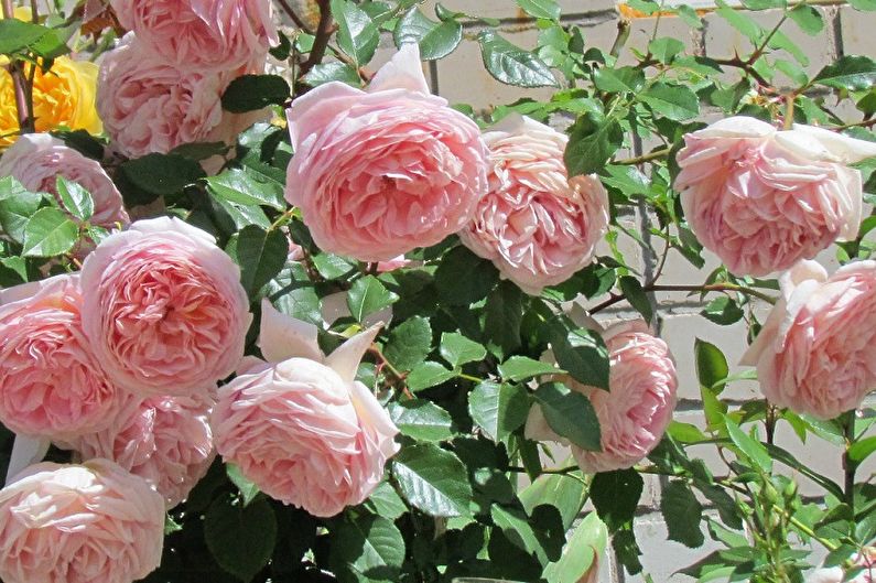Các loại hoa hồng tiếng Anh - Abraham Derby