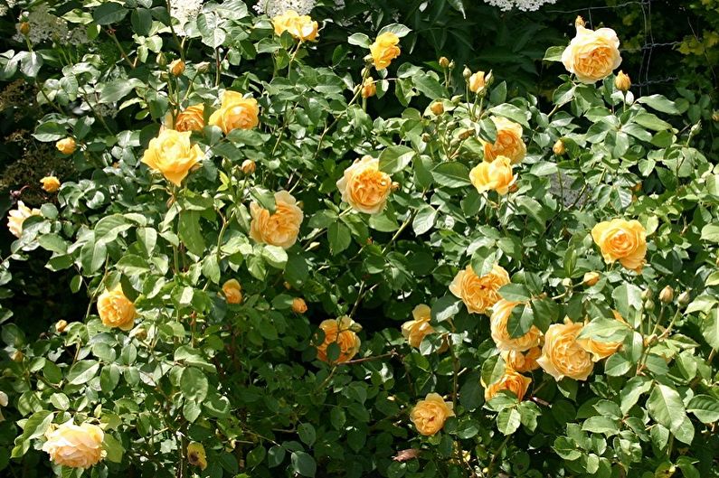 Angļu rožu veidi - Grehems Tomass
