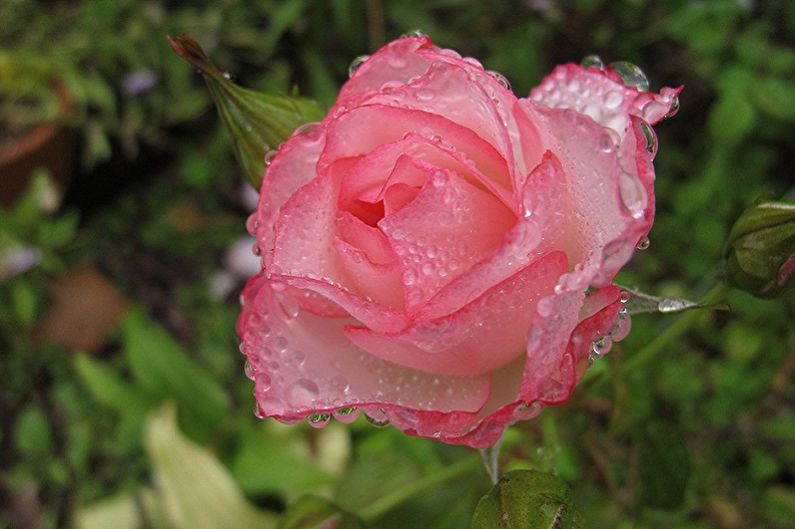 Ingrijirea trandafirului englezesc - Umiditatea