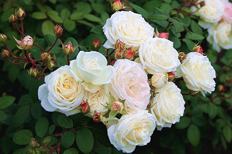 Английска грижа за рози - поливане