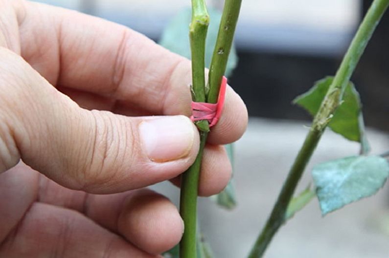 Propagation of an English rose by vaccination