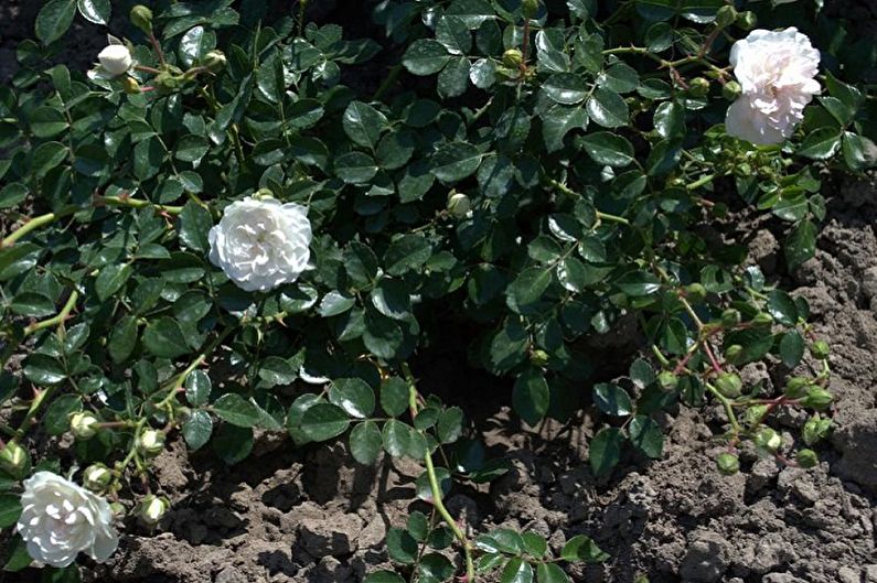Vermehrung einer englischen Rose durch Nachkommen
