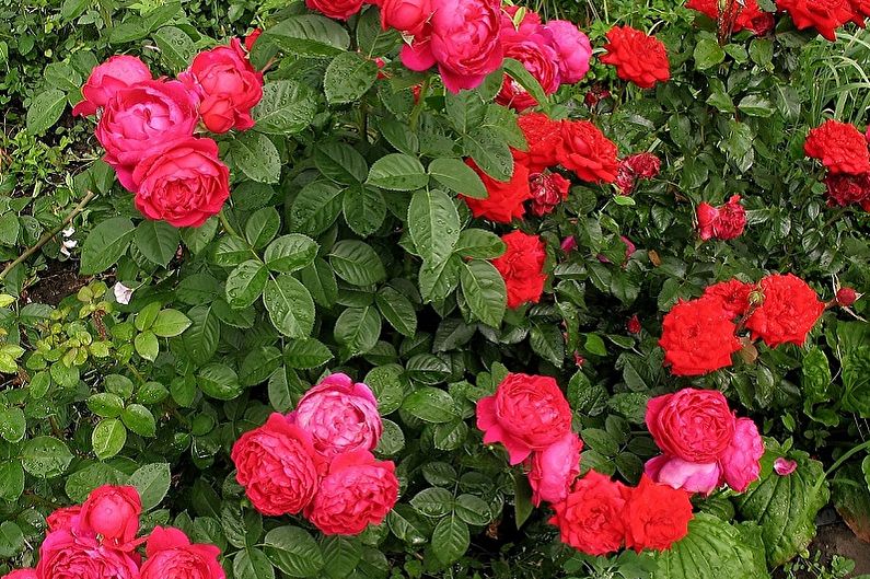 Английска роза - снимка