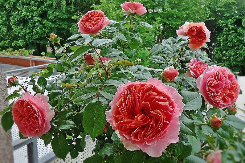 Anglická ruža - fotografia