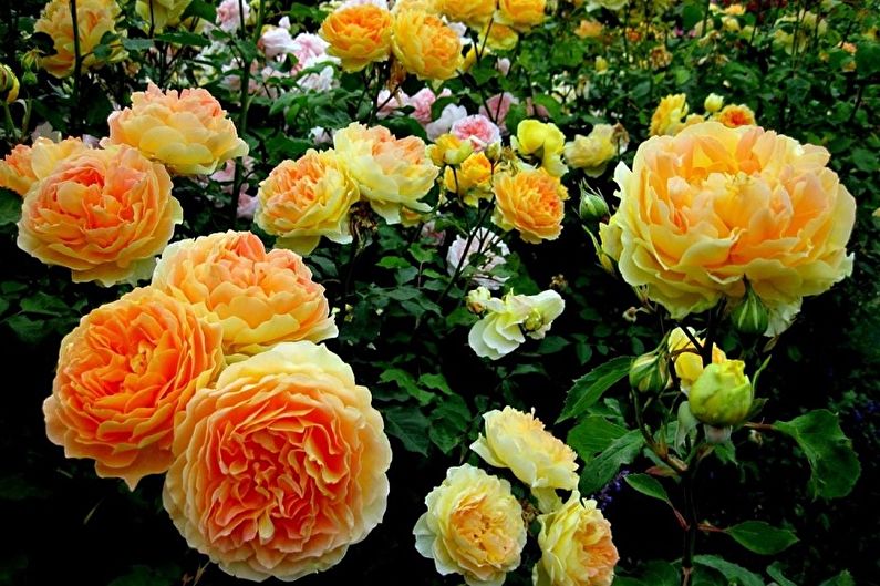 Rose anglaise - photo
