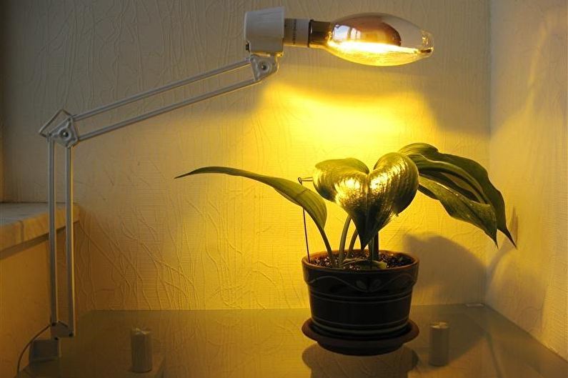 Lampu untuk tanaman - Lampu pijar