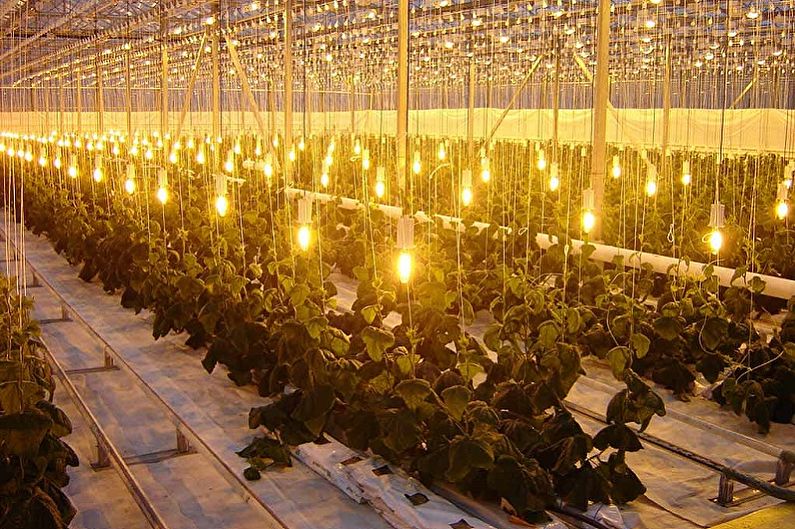 Növényi lámpák - izzólámpák