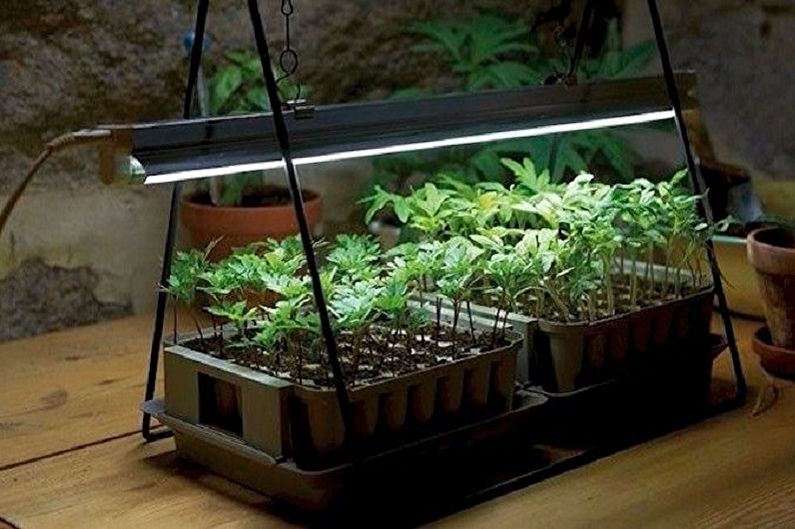 Hur man väljer en lampa för växter