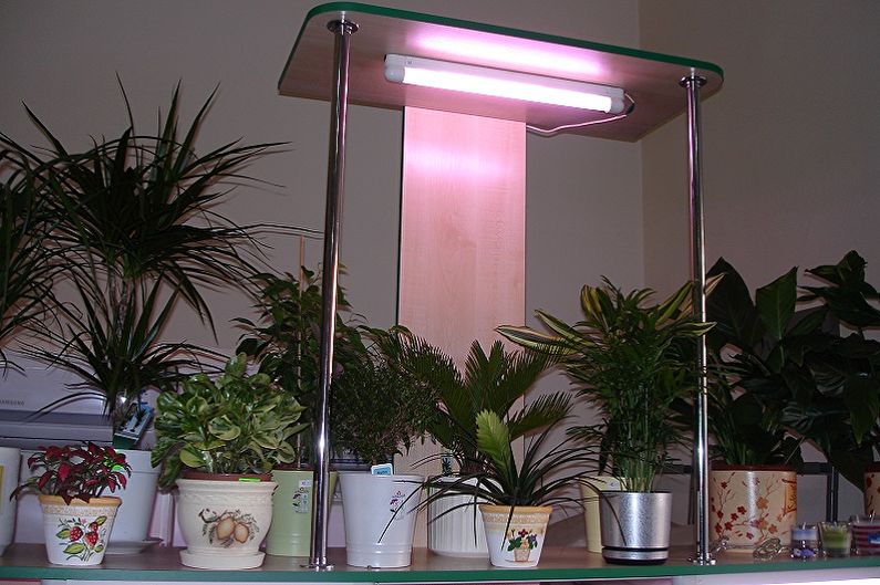 Lampor för växter - foto