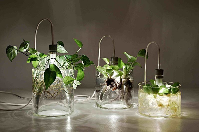 Lâmpadas para plantas - foto