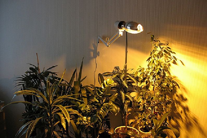 Augalų lempos - nuotrauka