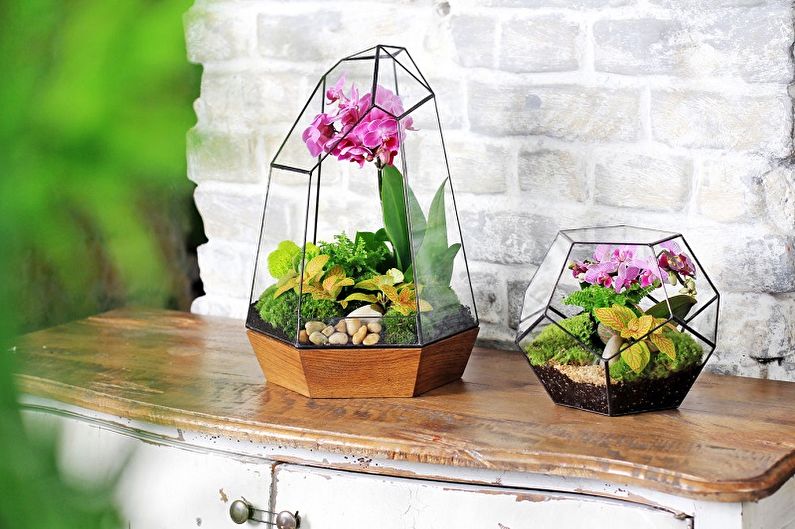 DIY Florarium - Phong lan
