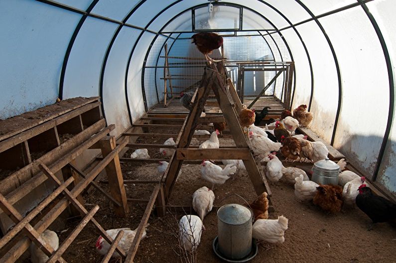 Mga uri ng DIY Chicken Coops - Mga Greenhouse