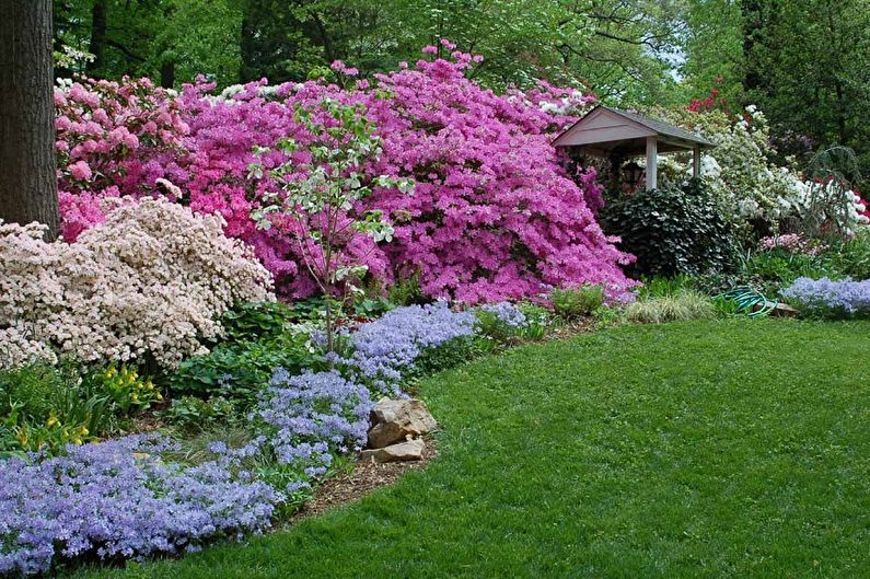 Rhododendron (azalée): 65 photos