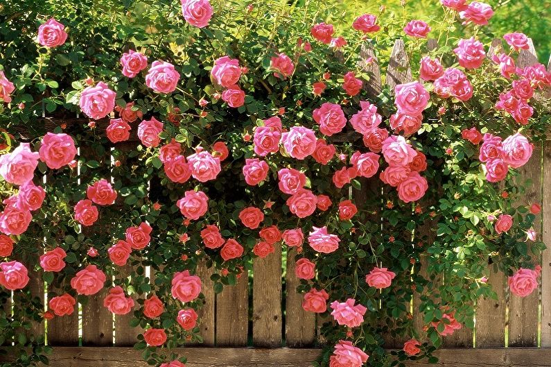 Bunga mawar Inggeris (85 foto): jenis dan jenis, penjagaan