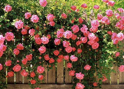 Rose anglaise (85 photos): types et variétés, soins