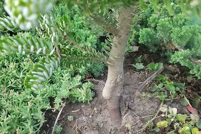 Bagaimana cara menanam pohon cemara Korea