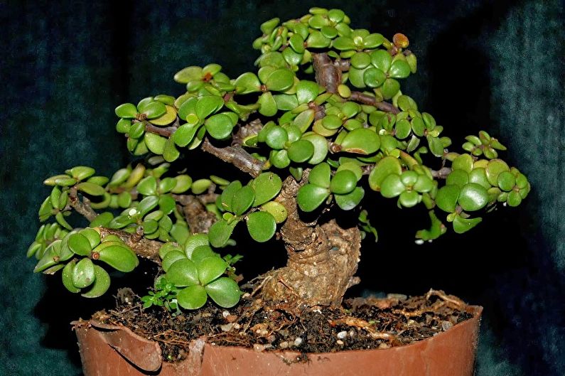 Types de plantes succulentes - Portulacaria