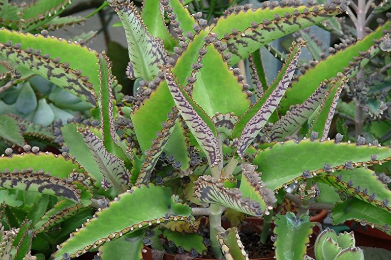 Types de succulentes - Kalanchoe