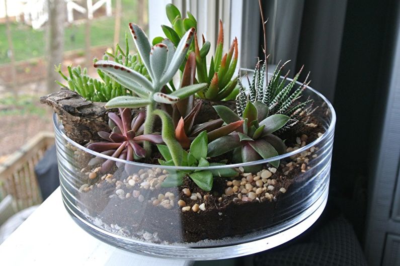Succulent Care - Pag-iilaw