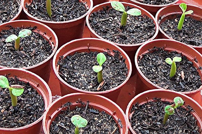 Reproduction et transplantation de plantes succulentes