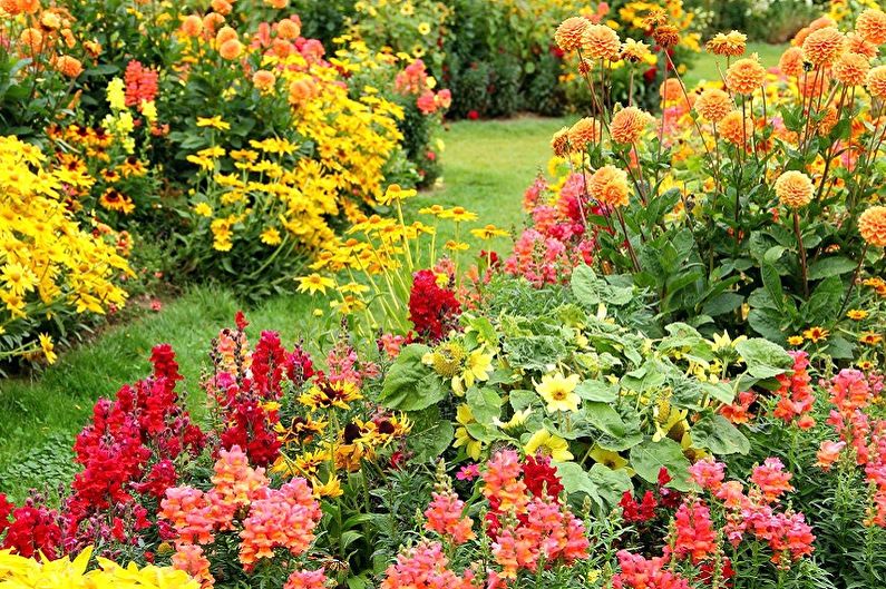 Perennial flowers for the garden and the summer - The benefits of planting