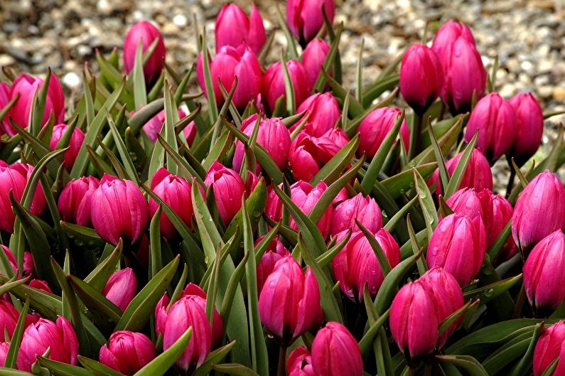 Flores perennes para el jardín y el verano - Tulipanes