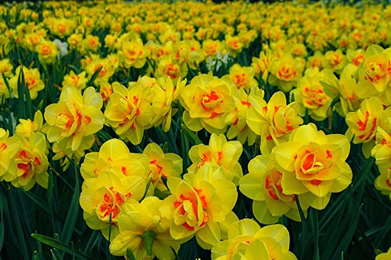Многогодишни цветя за градината и дачата - Нарциси